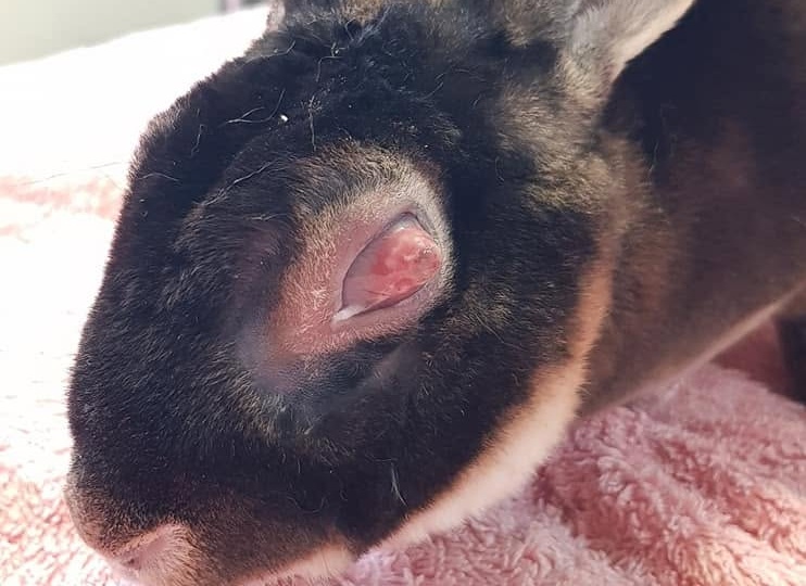 Graphic veterinary image