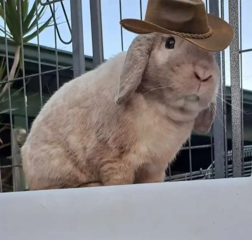 Cowboy Cooper