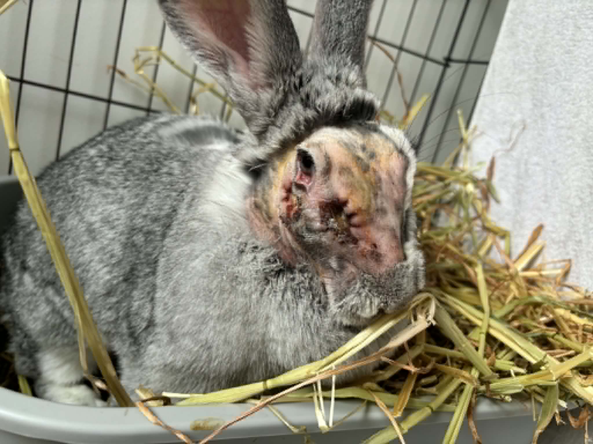 Graphic veterinary image