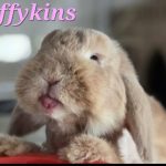 Fluffykins