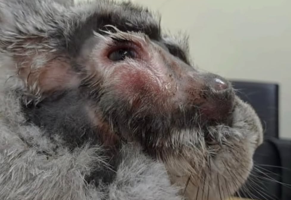 Graphic veterinary image